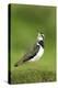 Lapwing (Vanellus Vanellus) Adult in Breeding Plumage, Scotland, UK, June-Mark Hamblin-Premier Image Canvas