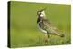 Lapwing (Vanellus Vanellus) Adult in Breeding Plumage, Scotland, UK, June-Mark Hamblin-Premier Image Canvas