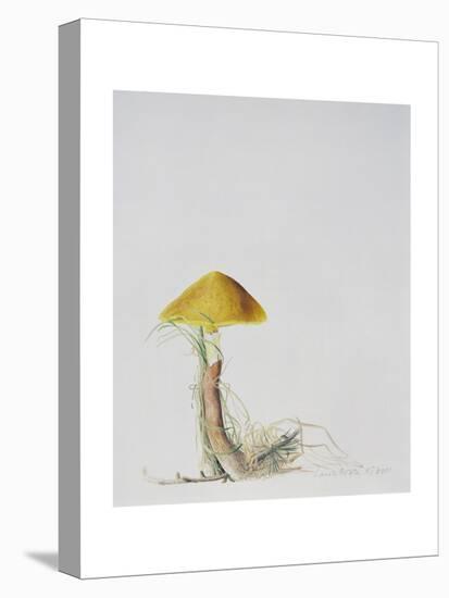 Larch Bolete, 2001-Rebecca John-Premier Image Canvas