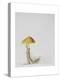 Larch Bolete, 2001-Rebecca John-Premier Image Canvas