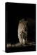 Large Adult Male Leopard (Panthera Pardus) Walking Through the Bush at Night-Christophe Courteau-Premier Image Canvas