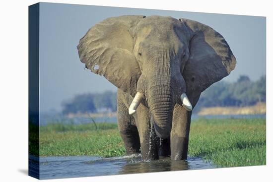 Large African Elephant Bull Feeding Along The-null-Premier Image Canvas