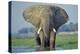 Large African Elephant Bull Feeding Along The-null-Premier Image Canvas