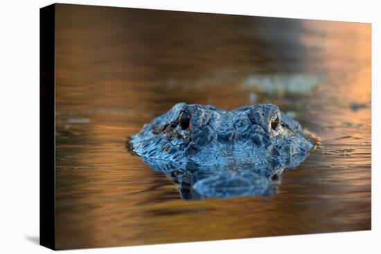 Large American Alligator in the Water-EEI_Tony-Premier Image Canvas