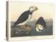 Large-billed Puffin, 1836-John James Audubon-Premier Image Canvas