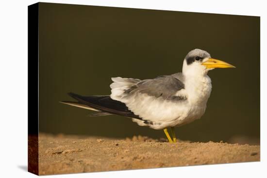 Large-Billed Tern-Joe McDonald-Premier Image Canvas