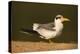 Large-Billed Tern-Joe McDonald-Premier Image Canvas