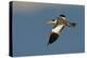 Large-Billed Tern-Joe McDonald-Premier Image Canvas