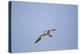 Large-Billed Tern-Joe McDonald-Premier Image Canvas