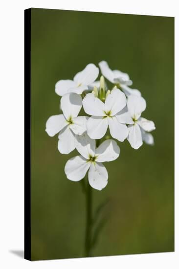 large bittercress, Cardamine amara, wild meadow, blossom-David & Micha Sheldon-Stretched Canvas