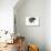 Large Black Piglet-null-Premier Image Canvas displayed on a wall