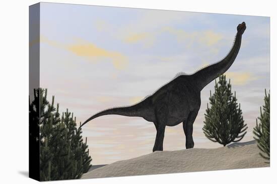 Large Brachiosaurus Amongst Pine Trees-null-Stretched Canvas