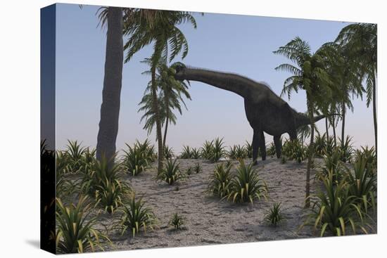 Large Brachiosaurus Grazing on Foliage-null-Stretched Canvas