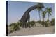 Large Brachiosaurus Grazing-null-Stretched Canvas