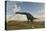 Large Brachiosaurus in a Barren Evnironment-null-Stretched Canvas