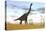 Large Brachiosaurus in a Grassy Field-null-Stretched Canvas