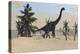 Large Brachiosaurus in a Tropical Environment-null-Stretched Canvas