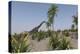 Large Brachiosaurus Roaming a Prehistoric Environment-null-Stretched Canvas