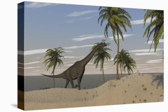 Large Brachiosaurus Roaming an Tropical Climate Landscape-null-Stretched Canvas