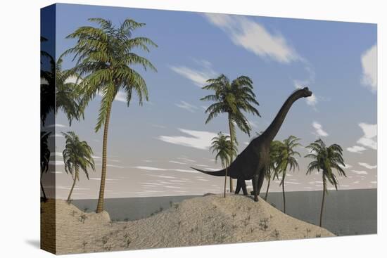 Large Brachiosaurus Roaming an Tropical Climate Landscape-null-Stretched Canvas