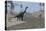 Large Brachiosaurus Roaming the Edge of a Bay-null-Stretched Canvas