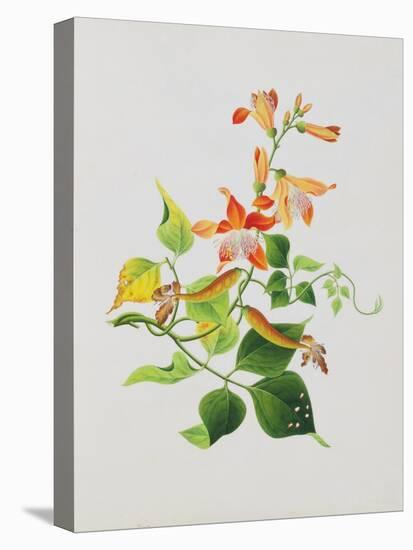 Large Bright Orange Flowers and Large Green Leaves-null-Premier Image Canvas