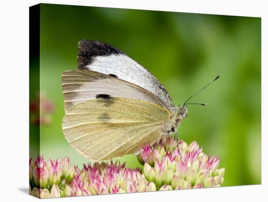 Large Cabbage White Butterfly on Sedum Flowers, UK-Andy Sands-Premier Image Canvas