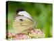 Large Cabbage White Butterfly on Sedum Flowers, UK-Andy Sands-Premier Image Canvas