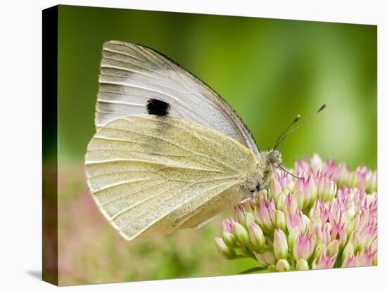 Large Cabbage White Butterfly on Sedum Flowers, UK-Andy Sands-Premier Image Canvas