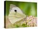 Large Cabbage White Butterfly on Sedum Flowers, UK-Andy Sands-Premier Image Canvas