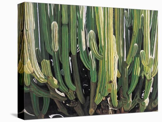 Large Candelabro Cactus in Oaxaca, 2003-Pedro Diego Alvarado-Premier Image Canvas