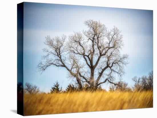 Large Cottonwood tree at Quivira National Game Refuge-Michael Scheufler-Premier Image Canvas