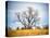Large Cottonwood tree at Quivira National Game Refuge-Michael Scheufler-Premier Image Canvas