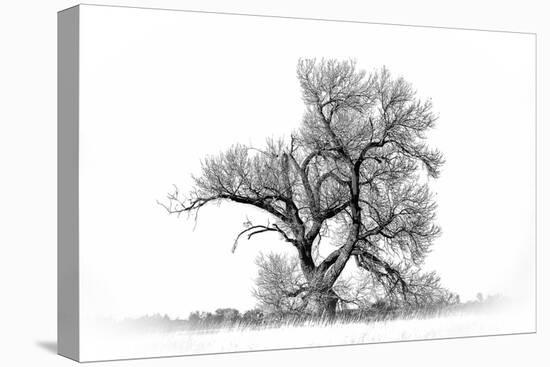 Large cottonwood tree at Quivira National Game Refuge-Michael Scheufler-Premier Image Canvas