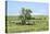 Large cottonwood tree in the Flint Hills of Kansas-Michael Scheufler-Premier Image Canvas