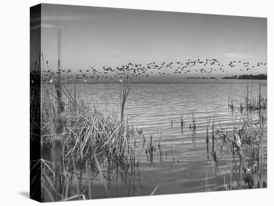 Large Flock of Canadian Geese Flying over Water-Andreas Feininger-Premier Image Canvas