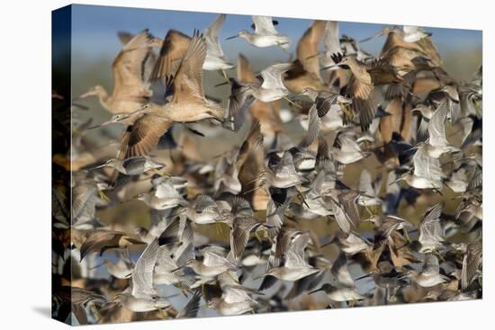 Large Flock of Shore Birds Takes Off-Hal Beral-Premier Image Canvas