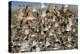 Large Flock of Shore Birds Takes Off-Hal Beral-Premier Image Canvas