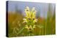 Large-flowered hemp-nettle growing on field margin, UK-Alex Hyde-Premier Image Canvas