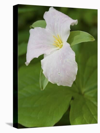 Large Flowered Trillium in Great Smoky Mountains National Park in Tennesse-Melissa Southern-Premier Image Canvas