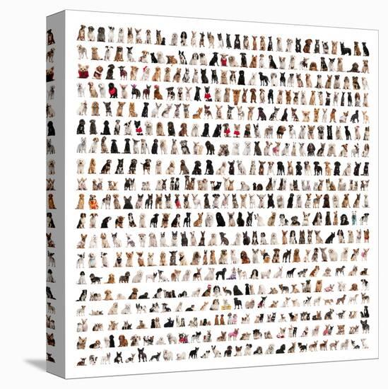 Large Group Of Dog Breeds In Front Of A White Background-Life on White-Stretched Canvas
