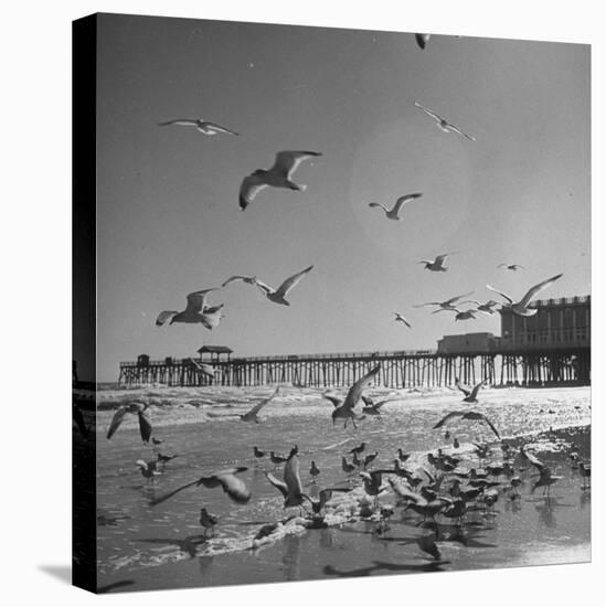 Large Group of Sea Gulls Flying Around and on the Beach-Eliot Elisofon-Premier Image Canvas