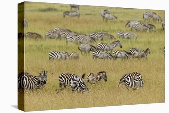 Large herd of Burchell's Zebra grazing in tall grass, Serengeti National Park, Tanzania, Africa-Adam Jones-Premier Image Canvas