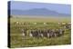 Large herd of Burchell's Zebra, Serengeti National Park, Tanzania, Africa-Adam Jones-Premier Image Canvas