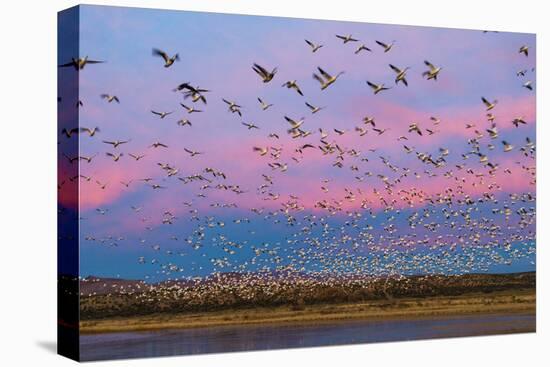 Large herd of Snow geese Soccoro, New Mexico, USA-Panoramic Images-Premier Image Canvas