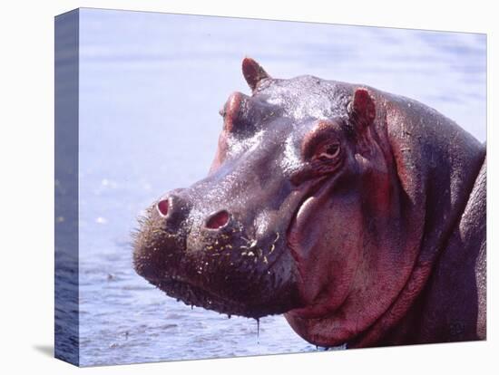 Large Hippo Portrait, Tanzania-David Northcott-Premier Image Canvas