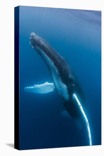 Large humpback whale ascends through the clear blue of the Silver Bank, Dominican Republic-James White-Premier Image Canvas