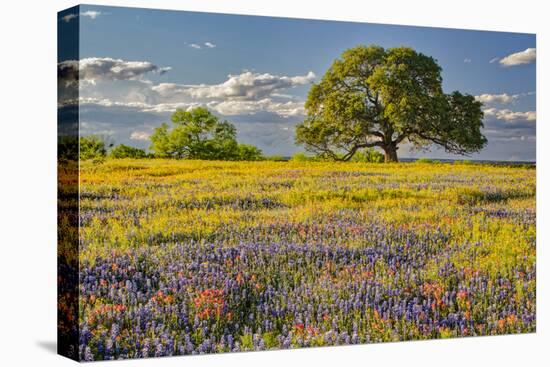Large oak tree in expansive meadow of bluebonnets and paintbrush, Texas hill country, near Llano, T-Adam Jones-Premier Image Canvas