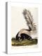 Large Tailed Skunk, 1846-John Woodhouse Audubon-Premier Image Canvas