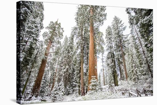 Large Trees And Light Snow In Sequoia National Park, California-Michael Hanson-Stretched Canvas